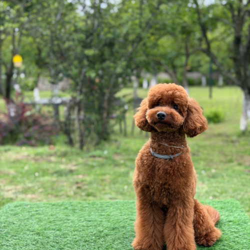 blog